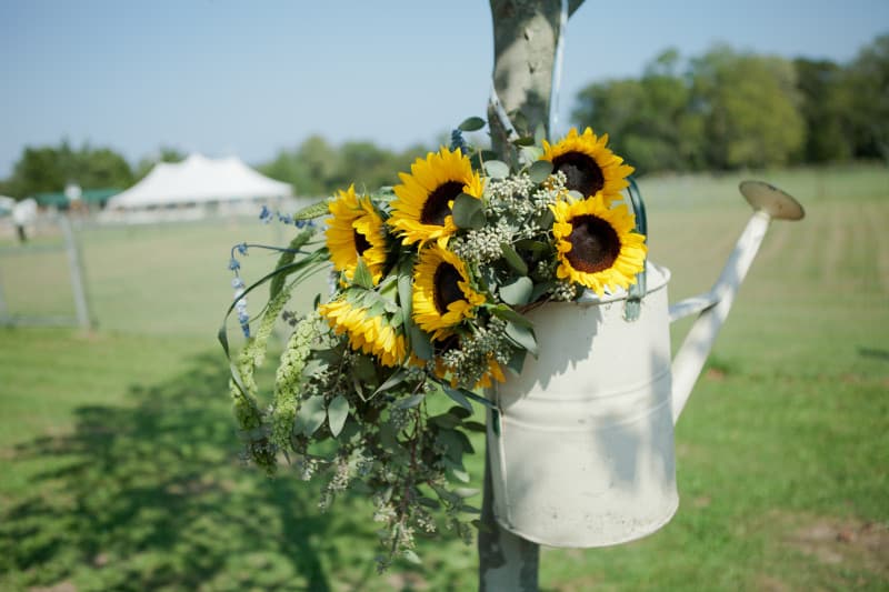 Sunflowers at farm wedding. Jenifer Rutherford Photography