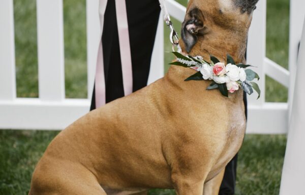 The wedding of A Micro-Wedding at the Groom’s Parents’ Home Full of Joy and Love Gallery 9