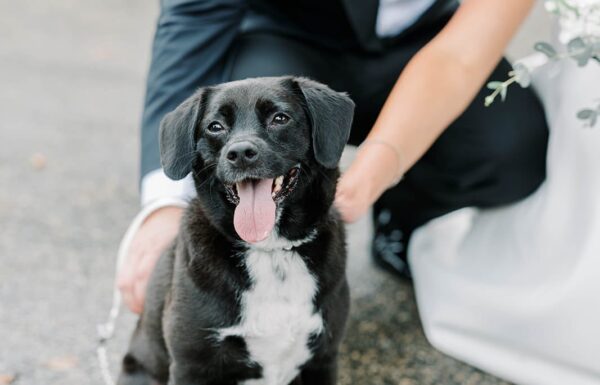 The wedding of A Fairytale Wedding Come True at the Ashford Estate Gallery 6