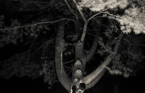 Jason Rhee Photography Gallery 10