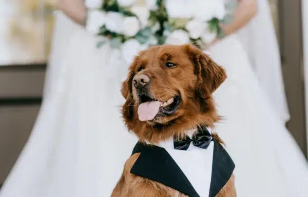 The wedding of A Waterfront Wedding Featuring The Couple’s Dog & Pride Flags at the Ceremony Gallery 6