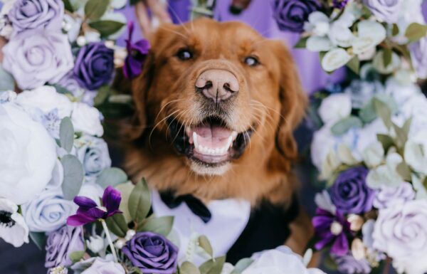 A Waterfront Wedding Featuring The Couple’s Dog & Pride Flags at the Ceremony