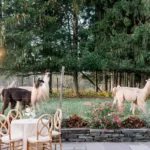 This Couple Took Cute Photos With Llamas at Their Fall Farm Wedding