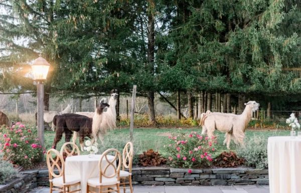 The wedding of This Couple Took Cute Photos With Llamas at Their Fall Farm Wedding Gallery 1