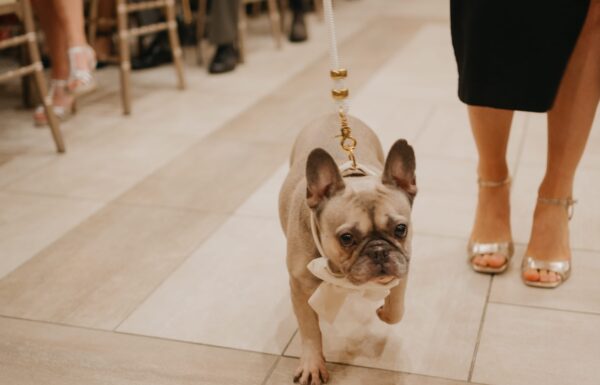 Lakefront Views and the Couple’s French Bulldog Made This Day Special
