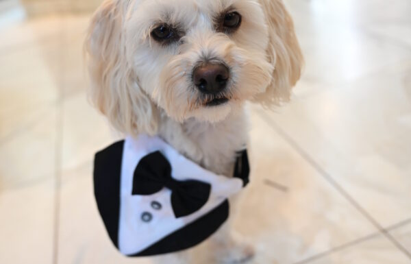 The wedding of An Elegant Affair Full of Food, Drinks & Fun at The Venetian Gallery 5