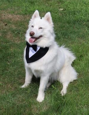 New Jersey Pet Concierge Gallery 3