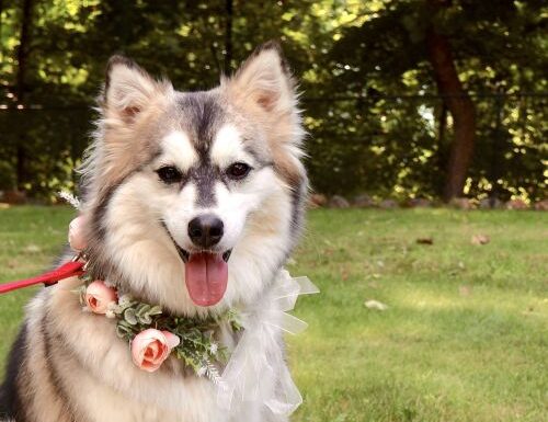 New Jersey Pet Concierge Gallery 2