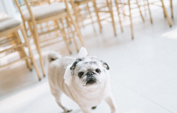 A wedding at the Estate at Florentine Gardens in River Vale, New Jersey.