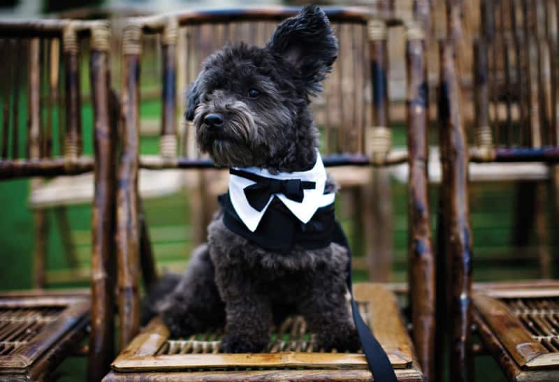 6 Fun Ways to Include Your Dog on Your Wedding Day