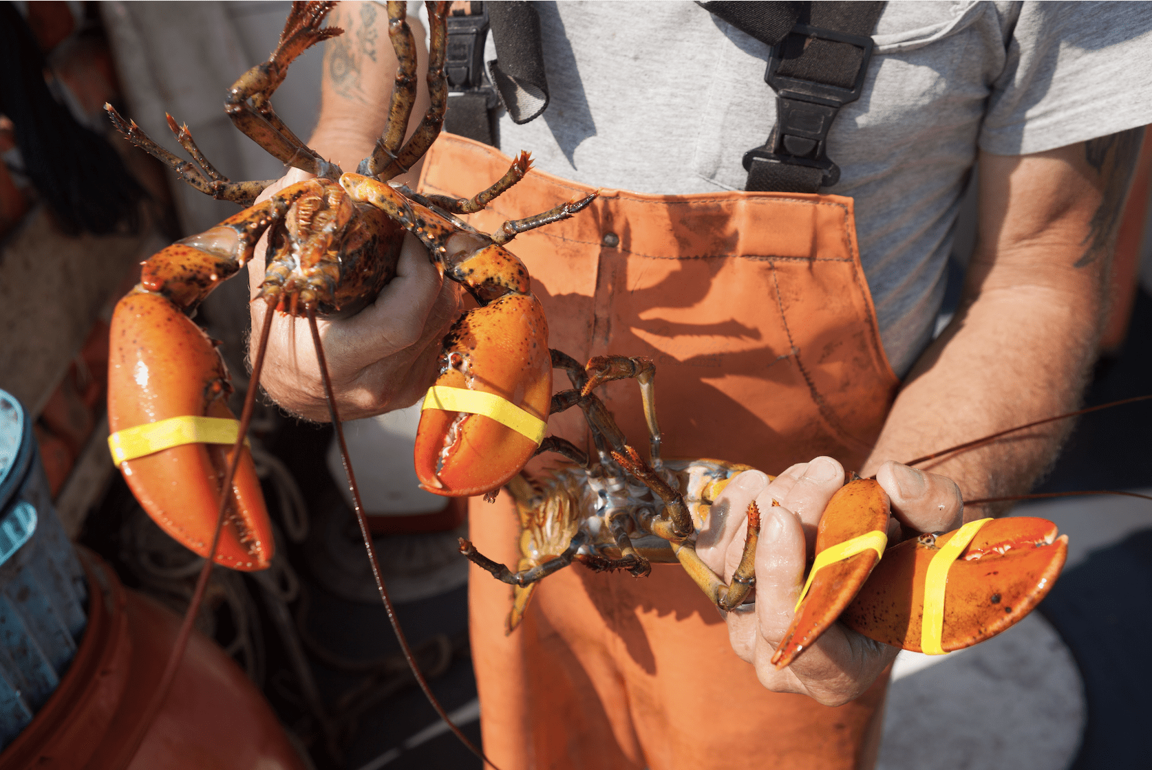 Lobster-at-White-Barn-inn-Maine