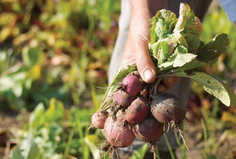 Farm to Table Catering