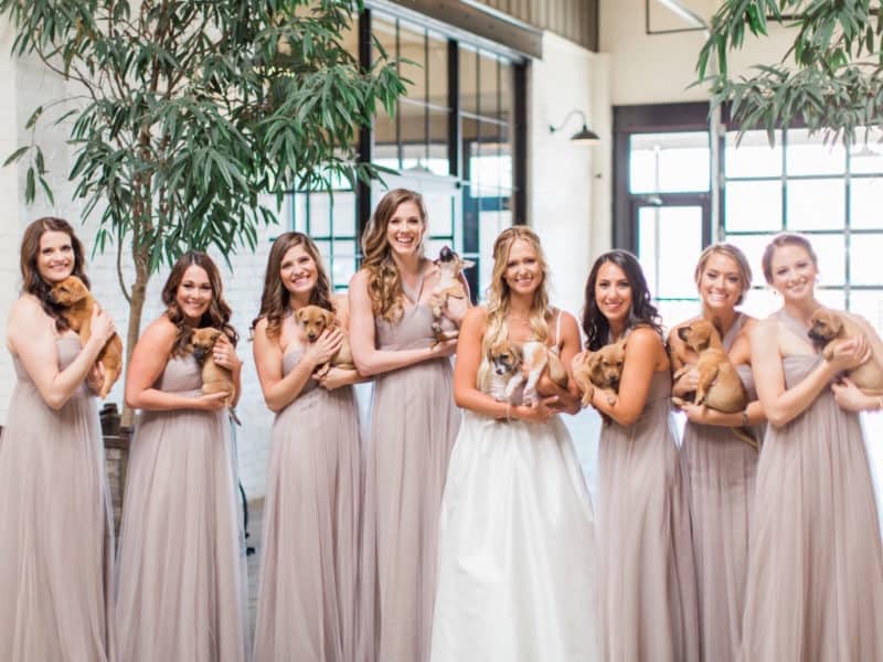 New Jersey Bride Groom Surprise Bride With Puppies